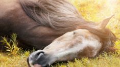 Une photo virale déchirante : un policier réconforte un cheval blessé de la brigade équestre dans les derniers instants de sa vie