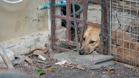 Une fillette amène son chien au refuge avec des notes détaillées pour le nouveau propriétaire