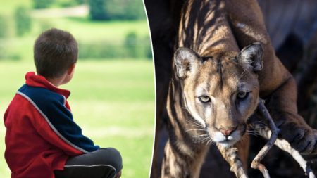 Un garçon de 8 ans attaqué par un puma se défend avec un bâton et survit pour raconter l’histoire