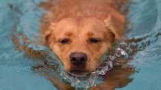 Des pêcheurs sauvent un chien qui s’est battu pour sa vie en nageant en pleine mer