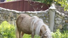 Un poney est embarqué au commissariat : il se baladait près d’une discothèque à Arcachon