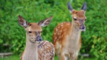 Une conductrice renverse des chevreuils, un homme étrangle les animaux et part avec