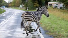 Allemagne : un zèbre qui s’est échappé d’un cirque a été tué par balle – il avait causé un accident sur l’autoroute