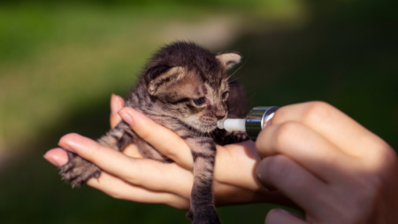 Un chaton souffre de mutilations aberrantes des oreilles, mais c’est le chaton le plus affectueux du monde