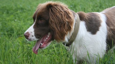 Somme : il profite de l’absence de sa fille pour tuer son chien à coups de marteau