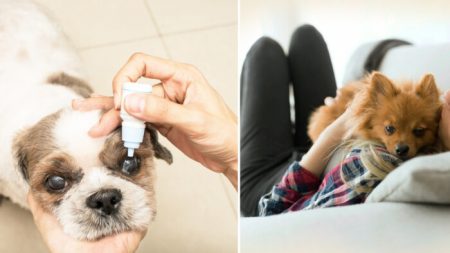 Une femme transforme sa maison en refuge pour chiens âgés afin qu’ils passent leurs derniers jours heureux