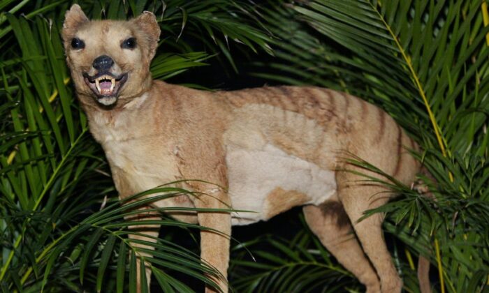 Un tigre de Tasmanie (Thylacine), déclaré éteint en 1936, est exposé au Musée australien de Sydney le 25 mai 2002. (Torsten Blackwood/AFP via Getty Images)
