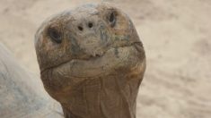 Un zoo chinois colle un panier sur une tortue pour que les gens y lancent des pièces de monnaie en faisant des vœux