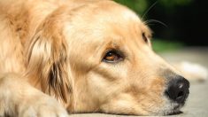 Un golden retriever « pleure » pendant la nuit en attendant son propriétaire qui ne reviendra pas