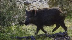 Doubs : il rentre chez lui et se retrouve nez à nez avec un sanglier poursuivi par des chasseurs