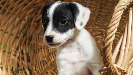 Morbihan : il jette un chiot par la fenêtre de sa voiture, un riverain intervient pour le sauver