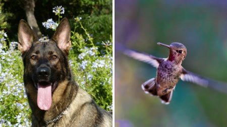 Un colibri sauvé par un chien devient son meilleur ami et «déménage» avec lui pour le remercier