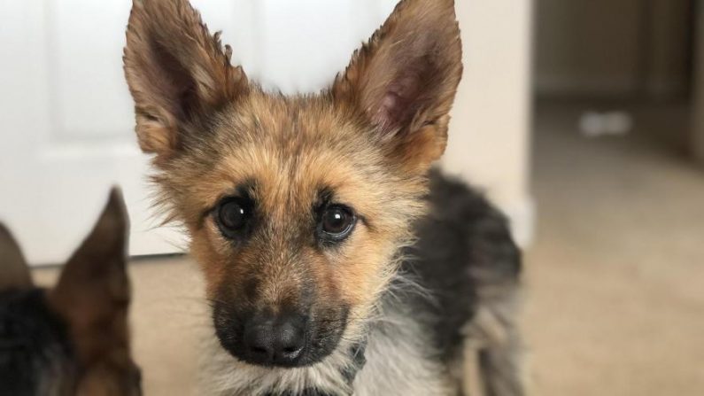 Rencontrez Ranger, un berger allemand qui ressemblera à un chiot toute sa vie. (Avec l'aimable autorisation de @ranger_thegshepherd/Instagram)