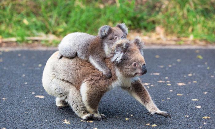 Une mère koala et son petit. (Illustration - Shutterstock)