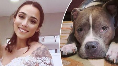 La future mariée achète une robe blanche à son pitbull pour participer au mariage