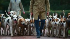 Femme enceinte tuée en forêt : le président de la fédération de chasse de l’Aisne a « la certitude que ce n’est pas le fait des chiens de vènerie »