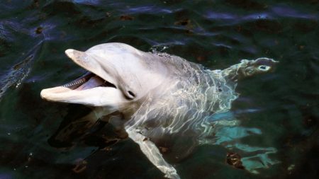 Des dauphins sauvent un chien épuisé qui se noie dans un canal de Floride, et s’y prennent d’une façon incroyable