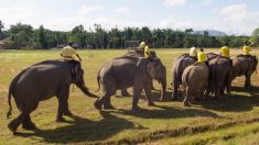 Un éléphant se lance au secours de son gardien agressé par un homme