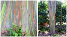 L’eucalyptus arc-en-ciel, le seul arbre qui ressemble à une authentique œuvre d’art peinte par les dieux