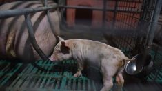 Finistère :  L214 épingle un élevage de cochons dans une vidéo choc