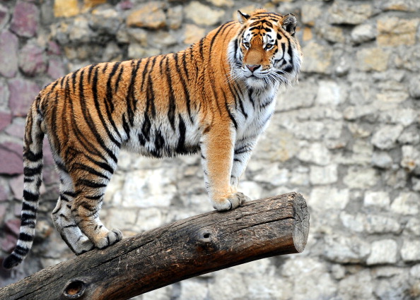 -Illustration- du Tigre Amour, le meilleur ami du bouc Timour décédé le 5 novembre. Photo NATALIA KOLESNIKOVA / AFP via Getty Images.