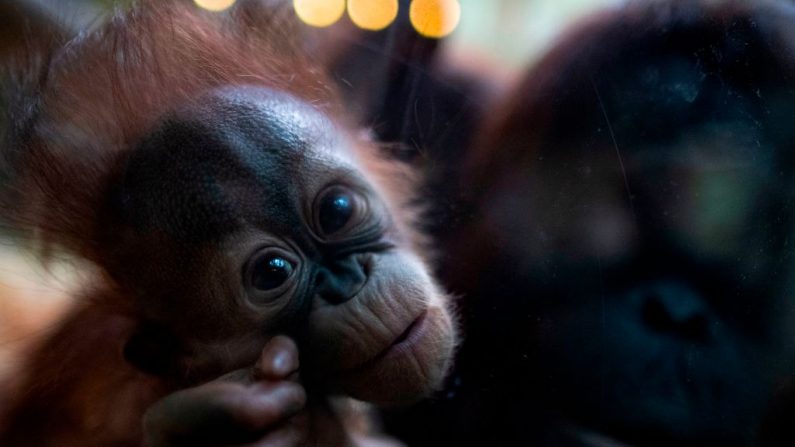 (KENZO TRIBOUILLARD/AFP via Getty Images)