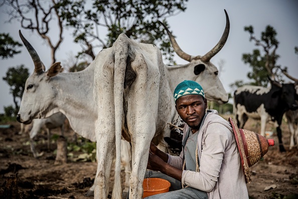 -Isa Ibrahim est un homme peul appartenant au clan Kofogi et père d'un enfant. Le but des réserves de pâturage est l’établissement de pasteurs nomades et l’incitation à la sédentarisation par la mise à disposition de terres pour le pâturage et l’eau permanente comme moyen d’éviter les conflits. Photo LUIS TATO / AFP via Getty Images.