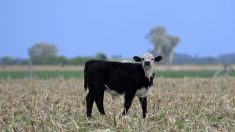 États-Unis: trois vaches emportées par un ouragan retrouvées vivantes sur une île