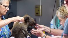 Deux koalas sauvés des incendies en Australie, des centaines menacés