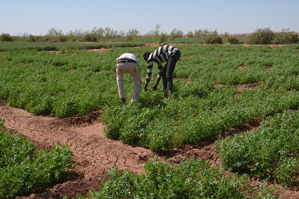 -Deux jeunes éleveurs Touaregs enlèvent les mauvaises herbes de leur pépinière sur le site du projet Irhazer financé par la France près d'Agadez, dans le nord du désert du Niger, le 8 novembre 2019.. Photo de BOUREIMA HAMA / AFP via Getty Images.