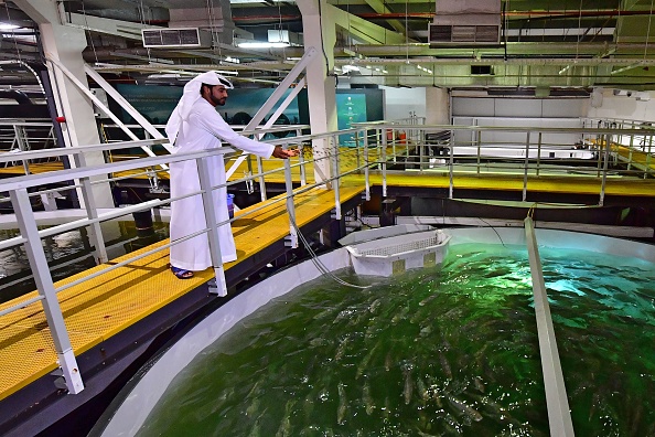 -Bader bin Mubarak, directeur général de Fish Farm, jette des boulettes de nourriture dans le réservoir d'une installation de Fish Farm à Dubaï, le 15 octobre 2019. Photo de GIUSEPPE CACACE / AFP via Getty Images.