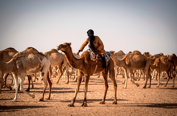 -Dans le désert de l'Oued Eddahab au Sahara occidental, Habiboullah Dlimi élève des chameaux de race et de course, comme ses ancêtres, mais avec une peu d'aide de la technologie moderne. Photo de FADEL SENNA / AFP via Getty Images.