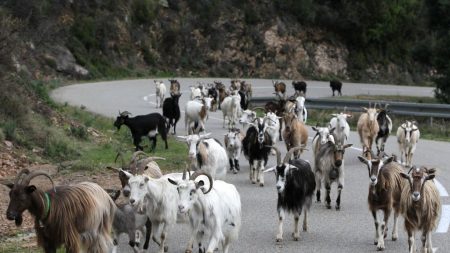 Aides européennes: des fraudes corses pourraient coûter 1,4 milliard à l’agriculture en France