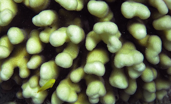 -Une photo prise le 22 septembre 2014 montre des poissons nageant à travers le corail sur la grande barrière de corail en Australie. Les récifs d'une longueur de 2 300 km apportent 5 milliards de dollars australiens (4,8 milliards de dollars) par an à l'économie australienne par le tourisme, la pêche et la recherche scientifique, tout en créant 67 000 emplois, selon les données gouvernementales. Photo WILLIAM WEST / AFP via Getty Images.