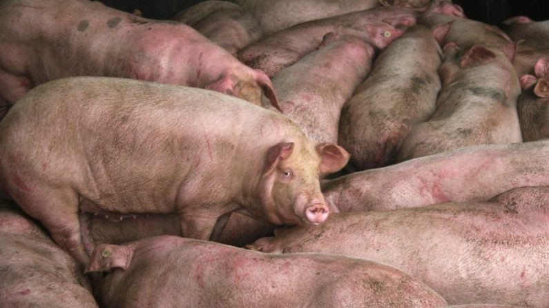 Des porcs à l'abattoir de Zuqiao le 25 juillet 2005 à Chengdu dans la province du Sichuan, au sud-ouest de la Chine. (Chine Photos/Getty Images) 