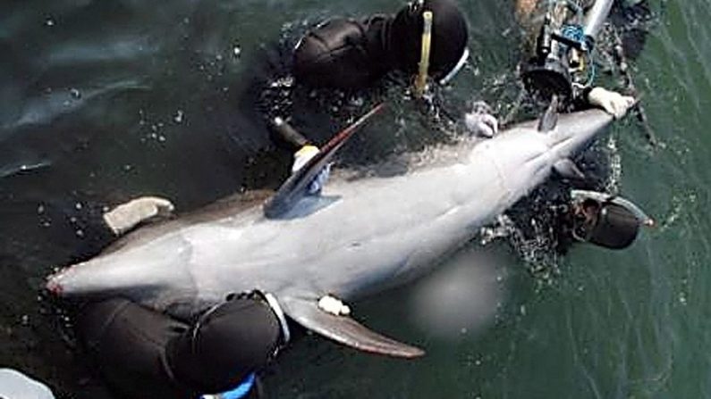 (Taiji Whale Museum/Getty Images)