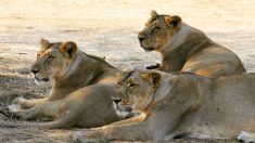 Cette fantastique équipe de sauveteurs de lions est entièrement composée de femmes