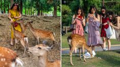 Un cerf japonais dans un parc national avec 3 kg de plastique dans l’estomac, laissés par les touristes