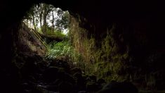 Un homme d’Hawaii meurt après une chute de plus de 6 mètres dans un tunnel de lave sous son arrière-cour