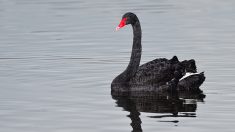 Un cygne noir intimidé et rejeté de tous devient mère de 6 cygnets