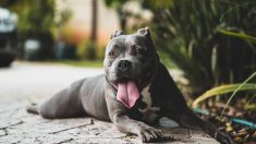 Il retrouve son pit-bull dans un refuge juste au moment où il allait être euthanasié, leurs pleurs sont viraux