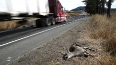 Manger des animaux écrasés est légal en vertu de la nouvelle loi californienne