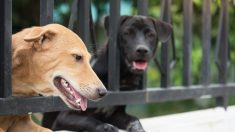 Le Sénat américain adopte à l’unanimité un projet de loi faisant de la cruauté animale un crime fédéral