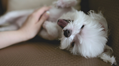 Ils arrêtent une femme pour brutalité : elle a suspendu son chien au balcon et l’a fouetté contre le mur