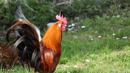 Beaumont-de Lomagne :  si vous n’aimez pas le chant du coq, passez votre chemin