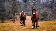 Un cheval sauvé d’un incendie en Californie s’échappe pour retourner chercher sa famille