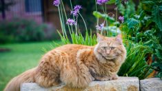 Le plus vieux chat du monde connu à ce jour s’appelle Rubble, il a 31 ans