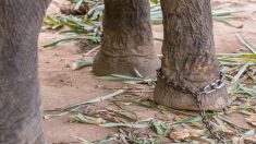 Attaché à sa mère promenant des touristes, un bébé éléphant tombe d’épuisement