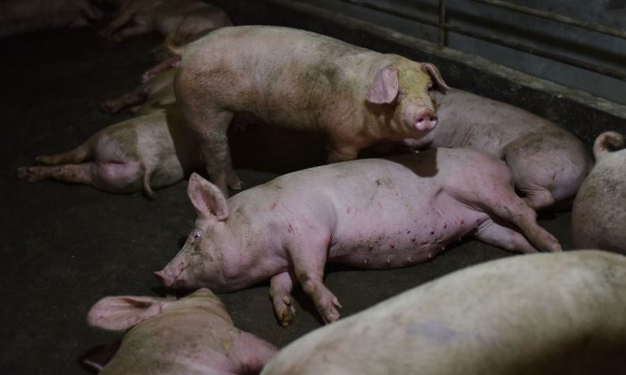 Des porcs dans un enclos dans une ferme porcine dans la ville de Yiyang, dans la province centrale du Henan, en Chine centrale, le 10 août 2018. (Greg Baker / AFP / Getty Images)