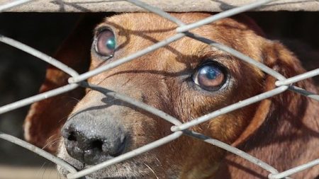 Elles tentent de sauver des chiens d’un refuge inondé… Trois femmes périssent noyées